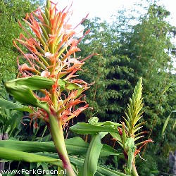 Hedychium aurantiacum copyright www.PerkGroen.nl